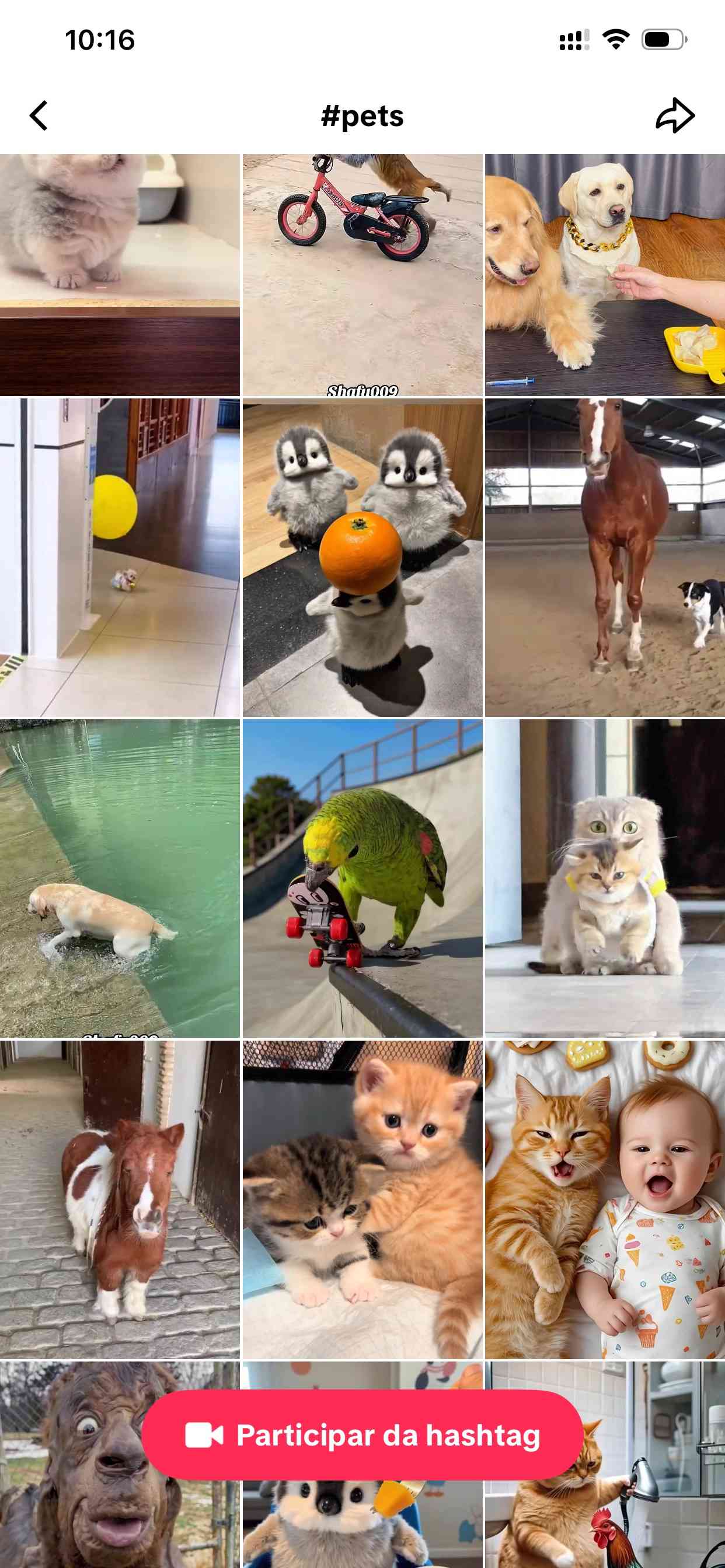 Vídeos de pets fazendo sucesso no TikTok com filtros criativos